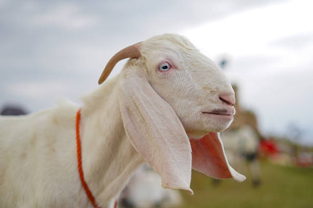 istock Eid ul Adha cattle market: Elegant white goat with long ears and captivating blue eyes, ready for Qurbani. 2246022514