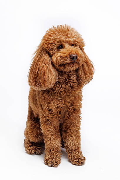 istock Red Miniature poodle. Portrait on white background 2246022536