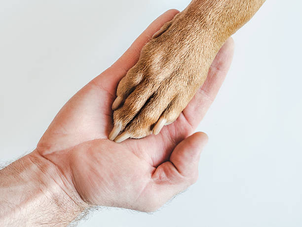 istock Dog's paws and human hands. View from above 2246022712