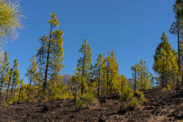 istock Pine forest growing on lava field 2246022999