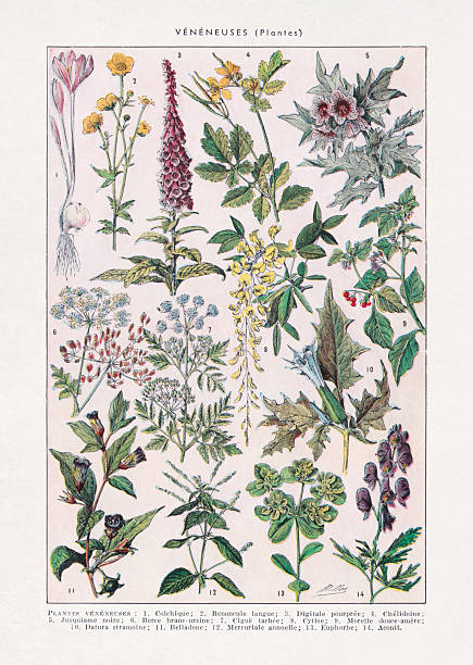 210+ Digitalis Purpurea Foxglove Plants Antique Illustration Stock