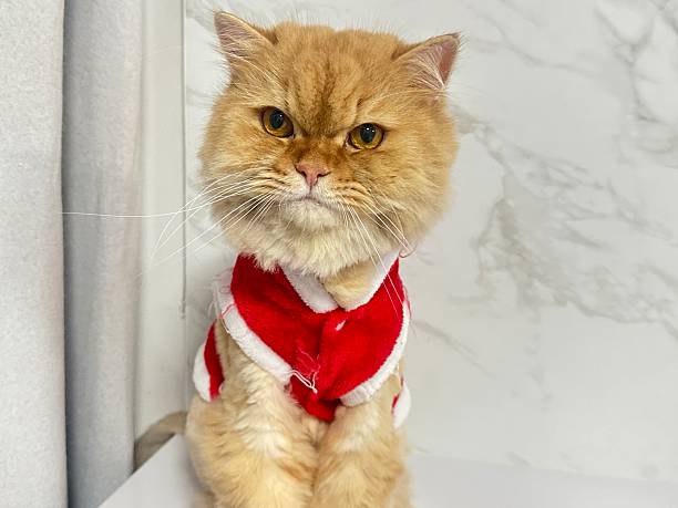 istock Adorable fluffy cat dressed in Santa outfit sitting on a white surface with a marble background, perfect for holiday and pet-themed illustrations and designs 2246024012