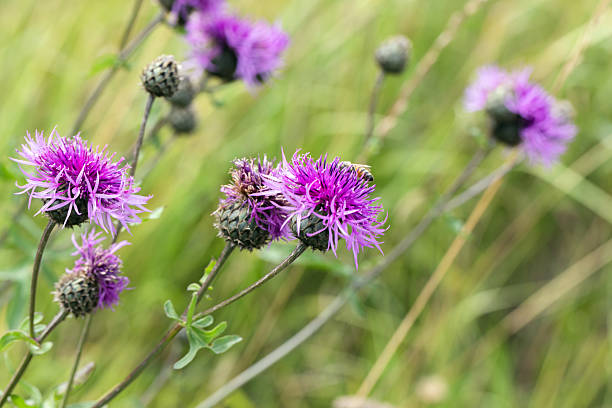 istock Centaurea scabiosa or greater knapweed. Bright purple blossoms 2246024354