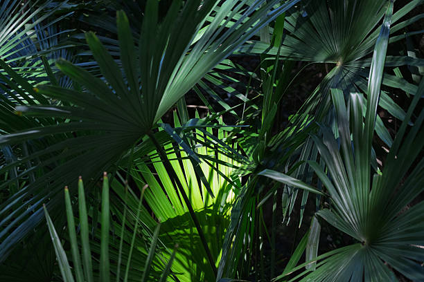 Sunlight filtering through the green palm leaves