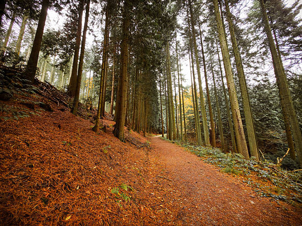 A peaceful path through a dense coniferous forest with autumnal hues and high tree density, Burgholz nature reserve near 42349 Wuppertal, Germany