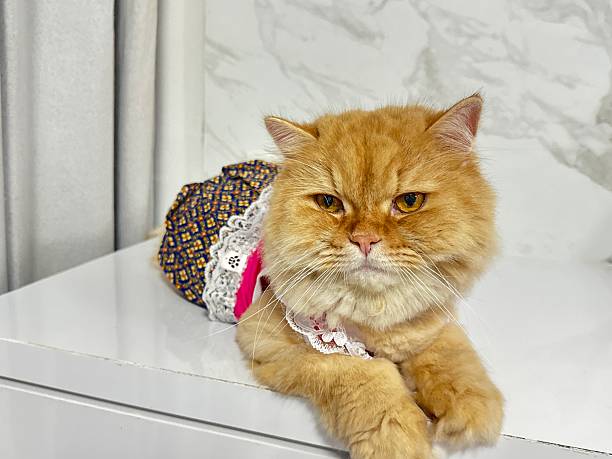 istock Cute Persian Cat in Stylish Outfit Relaxing on a White Surface with Decorative Background 2246025482