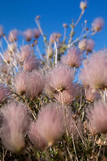 Flora in New Mexico