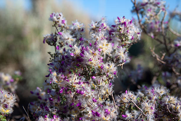 Purple flowers of Australian native Rose tip Mulla Mulla, Ptilotus manglesii, family Amaranthaceae. Endemic to woodland of southwest Western Australia