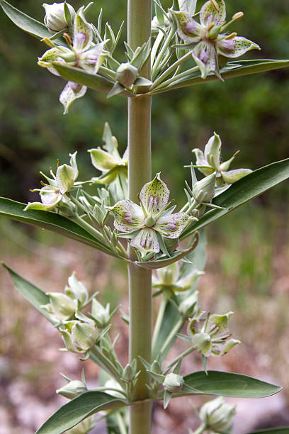 istock Flora of New Mexico 2246025639