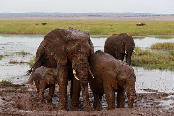 A young African Bush Elephant (Loxodonta Africana) wallowing in a mud pit in Kenya.