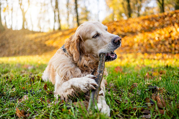 Golden Retriever Dog Chews Stick