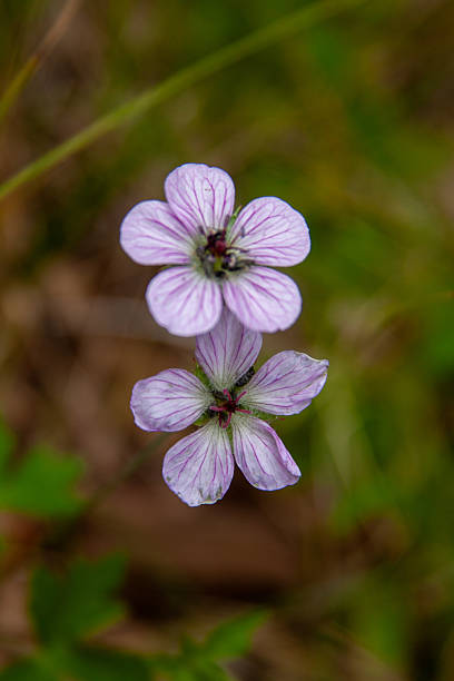 istock Flora of New Mexico 2246026559