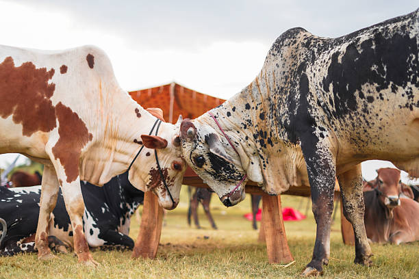 Gyr bulls interacting at a Bakra Mandi for Eid ul Adha.