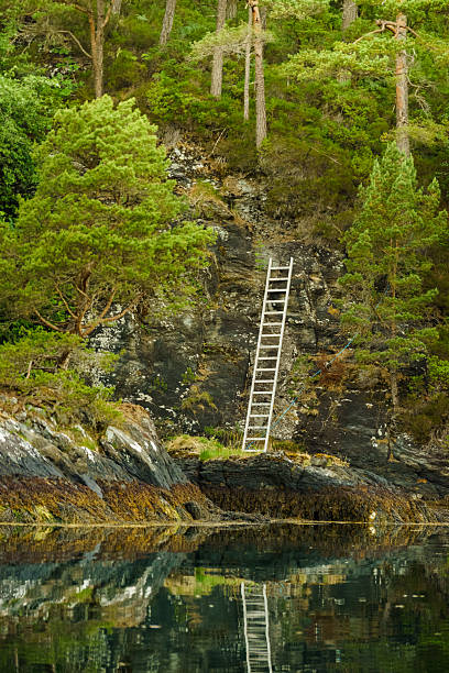 istock Green forest on rocky fjord shore 2246027587
