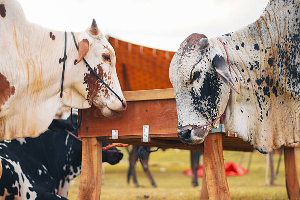 istock Spotted cattle in vibrant Eid ul Adha livestock market. 2246028135