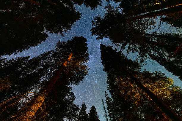 istock Milky Way and Dark Sky in Dark Forest 2246028138