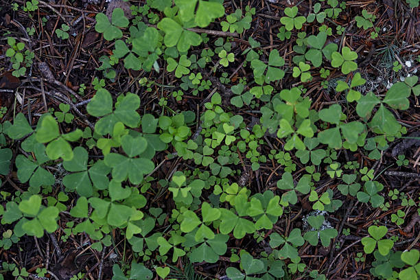 istock Flora of New Mexico 2246028305
