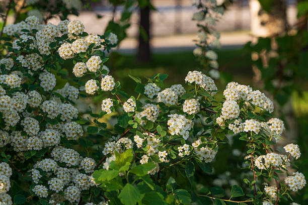 Spiraea Wangutta (Latin Spiraea Vanhouttei) is an ornamental shrub of the Rosaceae family in the city park on a sunny spring day, Astrakhan, Russia