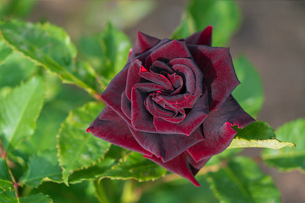 A large single rose with maroon petals in a flower bed on the territory of the Astrakhan Kremlin on a sunny spring day, Astrakhan, Russia