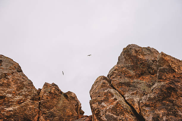Birds glide above rugged cliffs under a calm sky capturing freedom and wilderness