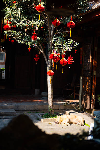 Traditional red Chinese lanterns decorated with golden tassels hanging from tree branches in a sunlit courtyard. Sleeping dog resting on stone pavement beneath the lantern tree.Dark wooden traditional Chinese architecture in background. Festive decoration representing Chinese New Year, Spring Festival, and cultural celebrations. Atmospheric lighting creating shadows on ground.