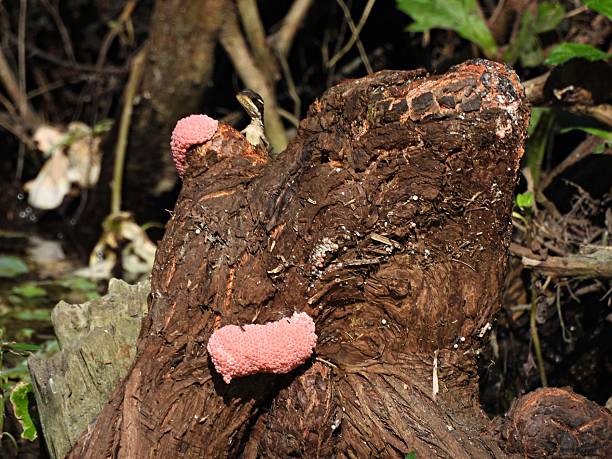 Female invasive apple snails lay their eggs just about the waterline on plants or structures like rocks, logs, or walls, usually at night.  Each egg cluster contains around 500 eggs.