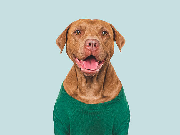 istock Cute dog and knitted green sweater. Studio shot 2246030123