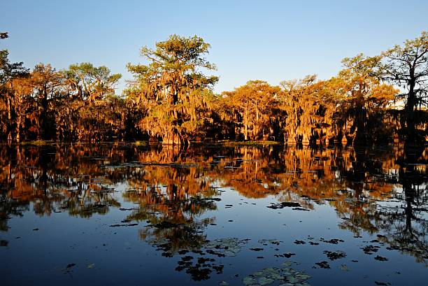 istock Bald Cypress on a November Morning 2246030131