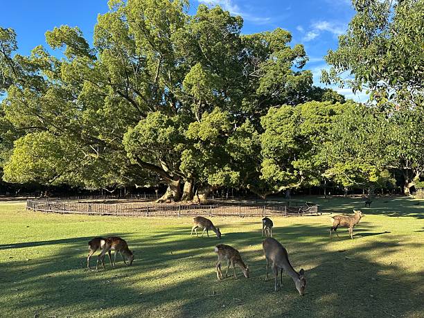 istock Sika deer grazing under large trees in Nara Park, Japan 2246030305