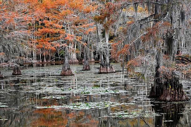 istock Autumn glow in Cypress Swamp 2246032130