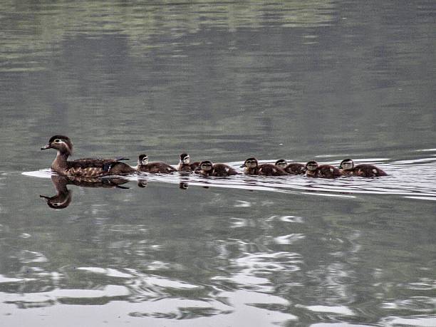 istock Wood Duck with Ducklings Pond 2246032319