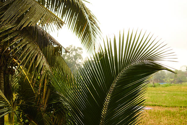 Vibrant palm fronds reach toward the sun, creating a tropical mood. In the background, a green field and clear sky suggest outdoor nature, warmth, and relaxation.