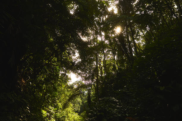 A dense forest canopy lets light break through, casting dappled shadows on lush green foliage. This tranquil scene captures the quiet beauty of nature and the feel of exploration and calm.
