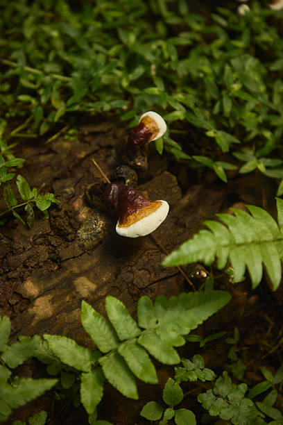 Close-up of two small mushrooms with white caps and brown bodies sprouting from a damp log, surrounded by green ferns and groundcover in a quiet forest floor scene.