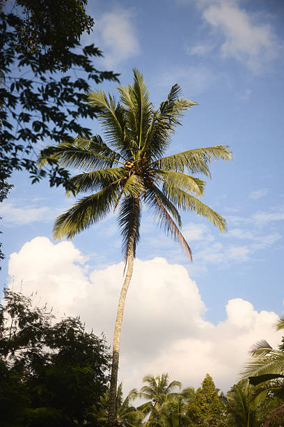 A solitary coconut palm rises against a bright blue sky, framed by surrounding greenery. Sunlight highlights the fronds, creating a serene tropical scene perfect for travel, nature, and outdoor lifestyle imagery.