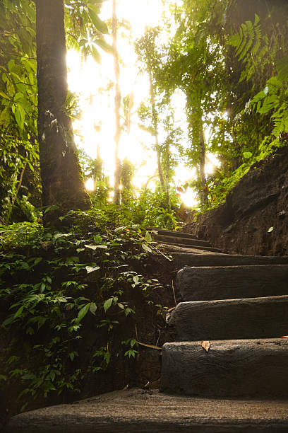 A sun-dappled forest scene features a stone staircase winding upward beside lush foliage, with warm light filtering through tall trees. Perfect for travel, nature, or outdoor adventure themes.