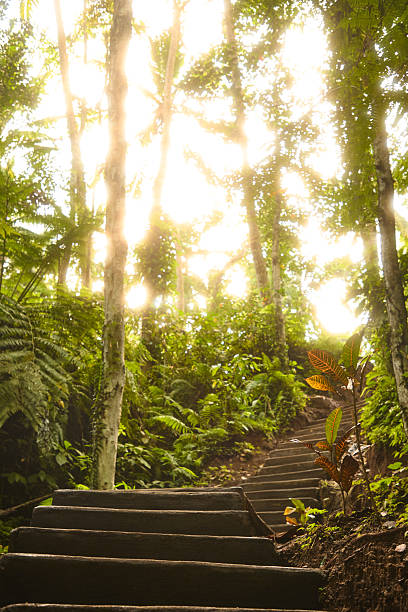 istock Sunlit forest trail with wooden steps winding through lush tropical foliage 2246034643