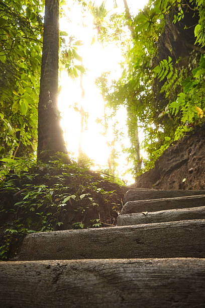 istock Quiet forest stairs lit by warm sunlight invite exploration and a peaceful nature hike 2246034644