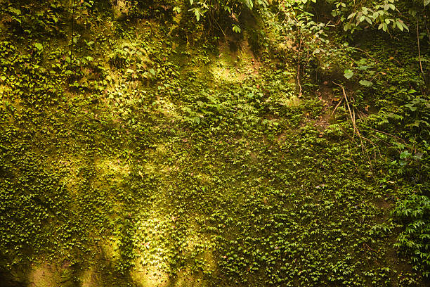 A verdant wall of ivy and moss blankets a rough surface, bathed in soft sunlight. The lush greenery evokes nature, growth, and tranquility, suitable for eco-friendly, outdoor, or landscape themes.