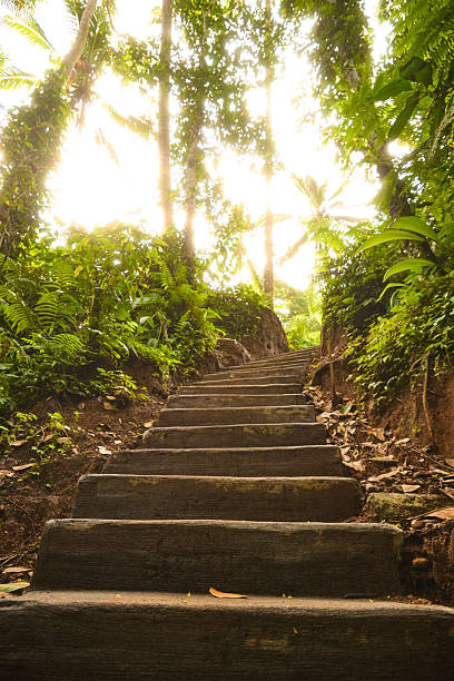 istock Stone steps through a lush tropical forest lead upward toward bright morning sunlight glow 2246034680