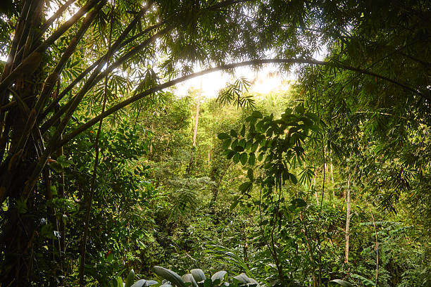 istock Lush jungle canopy with sunlight filtering through dense bamboo and tropical foliage in a tranquil forest scene 2246034684