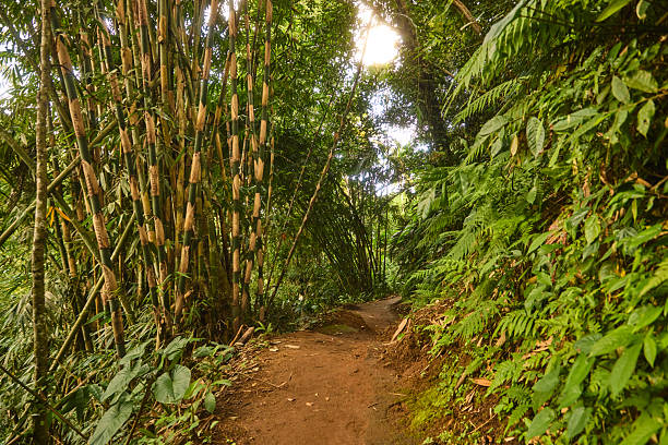 A narrow dirt trail winds between tall bamboo and vibrant ferns, inviting a peaceful walk. Sunlight pours through the canopy, creating a calm, natural escape in a lush green grove.