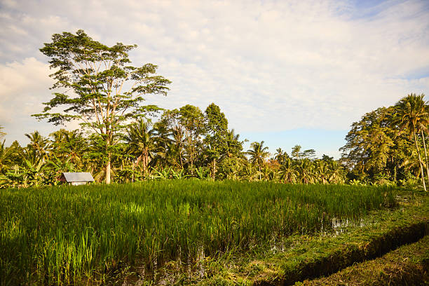 A lush tropical landscape featuring a thriving rice field, tall palm trees, and a simple hut under a clear, sunny sky. The scene conveys calm rural life and natural beauty.