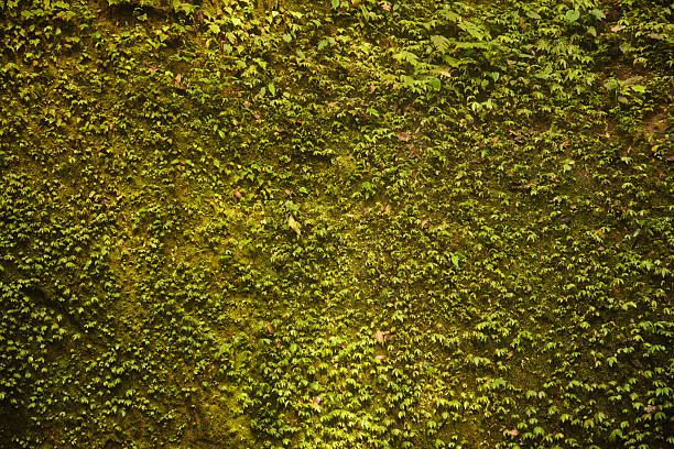 A dense blanket of moss and ivy coats a rough wall, forming a vibrant green backdrop ideal for nature, outdoor, or environmental themes. Evokes growth, freshness, and organic coverage.