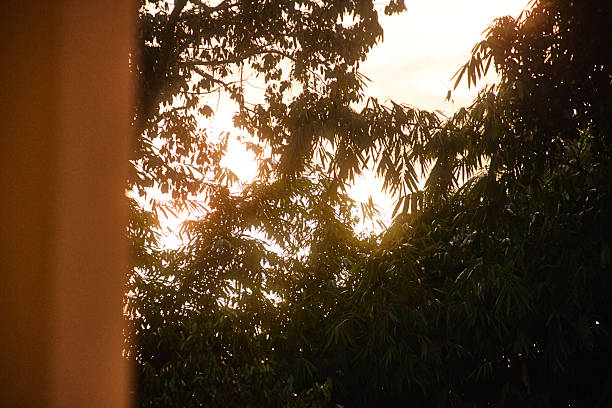 A sunlit scene of trees and leaves glowing in warm orange light during golden hour, creating a peaceful, natural moment beside a vertical column. Perfect for nature, outdoor, and mood imagery.