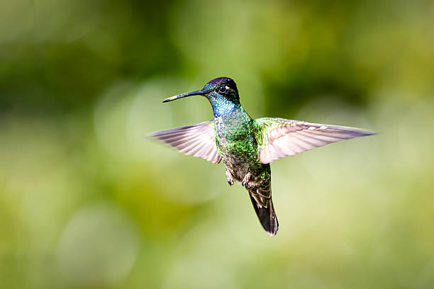istock The Talamanca hummingbird or admirable hummingbird, Eugenes spectabilis 2246037721