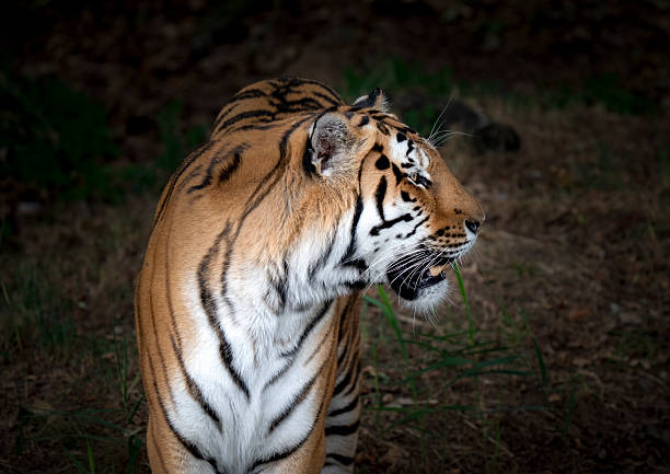 Majestic bengal tiger with striking orange and black stripes. The tiger is walking alone in the bush with intense nervousness revealing its powerful presence and captivating beauty.