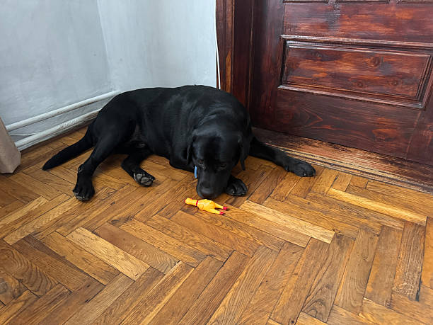 Black Labrador lying on wooden floor with toy