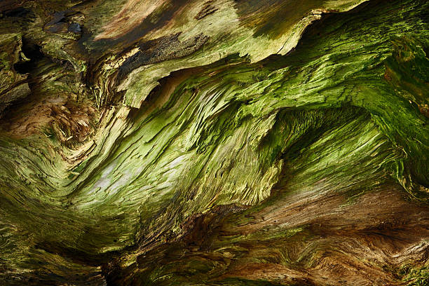 Detailed closeup macro photo of rotted wood found on the beach at Woody Point, Queensland.