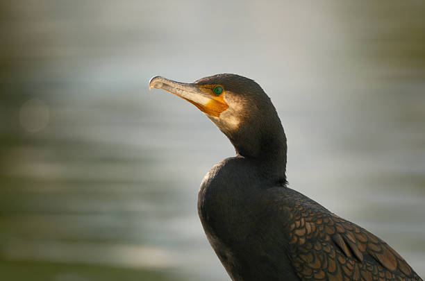 A cormorant enjoying the sunlight, with defocused water in the background